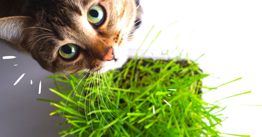 Est-il Dangereux pour Mon Chat de Manger de l’Herbe ? Les Secrets du Grignotage Végétal !