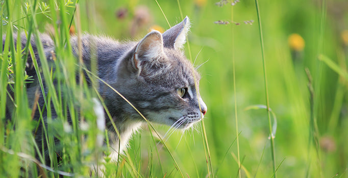 Quand peut-on sortir son chat seul ? 🐾