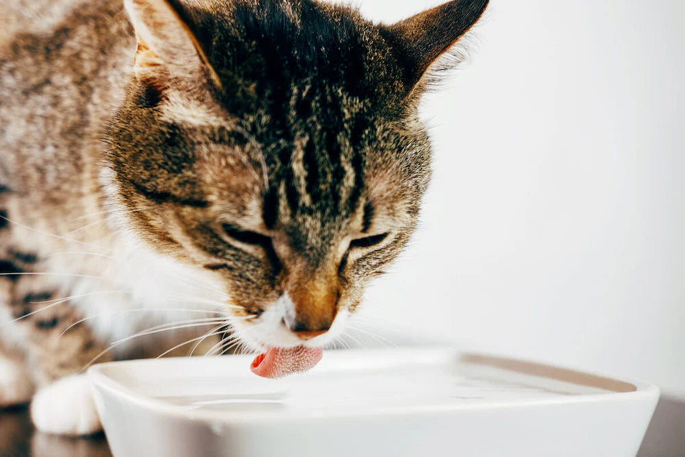 Pourquoi Mon Chat Renverse-t-il Toujours sa Gamelle d'Eau ? Les Mystères du Petit Chaos Félin !