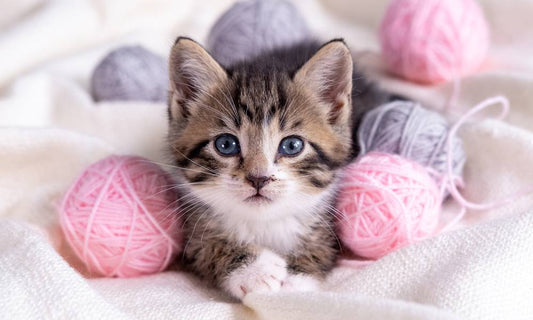 Comment introduire un nouveau chat dans ma maison ? 🐾