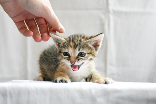 Les chats peuvent-ils être entraînés ? 🐾