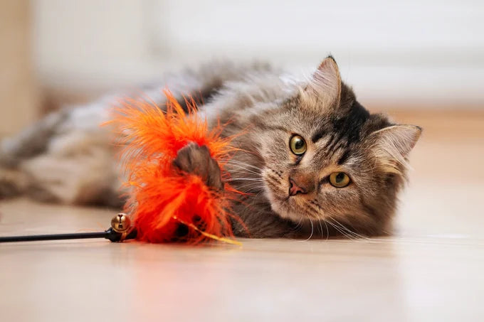 Les Accessoires Incontournables pour Chats : Offrez-leur Confort et Amusement !