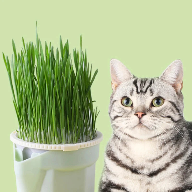 Boîte de Culture Hydroponique pour Herbe à Chat et Menthe à Chat – Pot Coloré et Jouet Naturel - 🐾 Miaou & Co