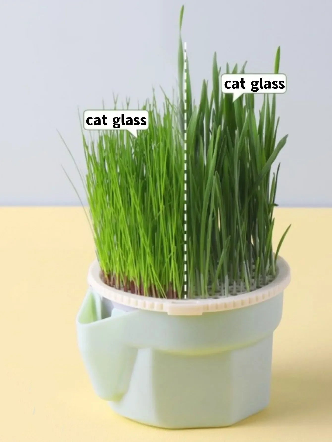 Boîte de Culture Hydroponique pour Herbe à Chat et Menthe à Chat – Pot Coloré et Jouet Naturel - 🐾 Miaou & Co